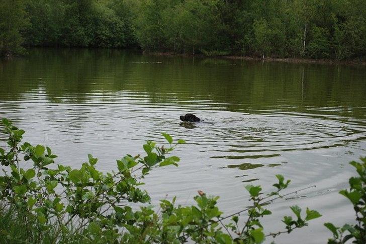 Labrador retriever §§§ Bamse billede 5