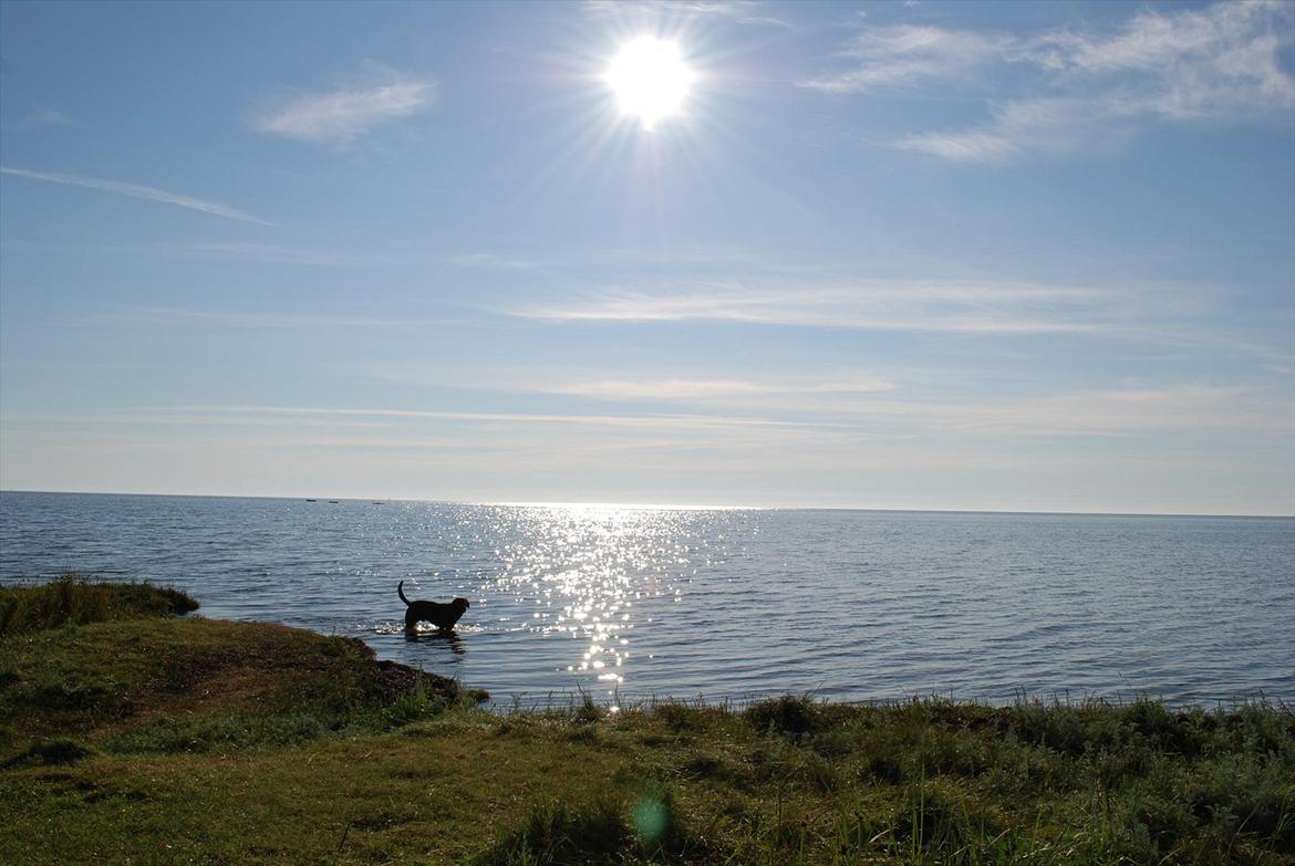 Labrador retriever §§§ Bamse billede 6