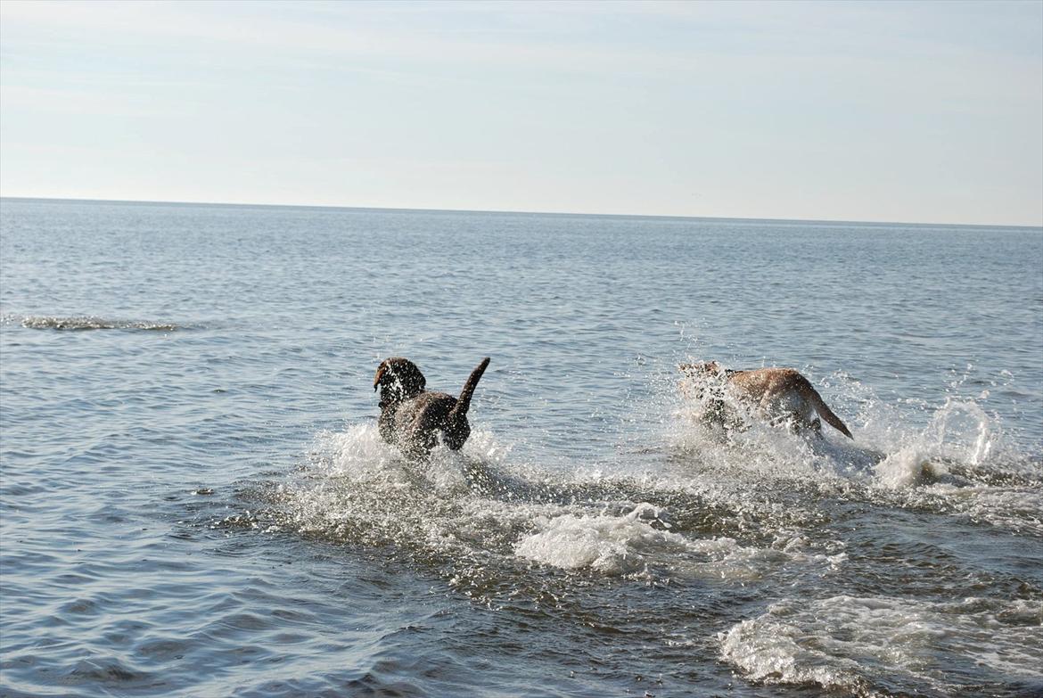 Labrador retriever §§§ Bamse billede 7