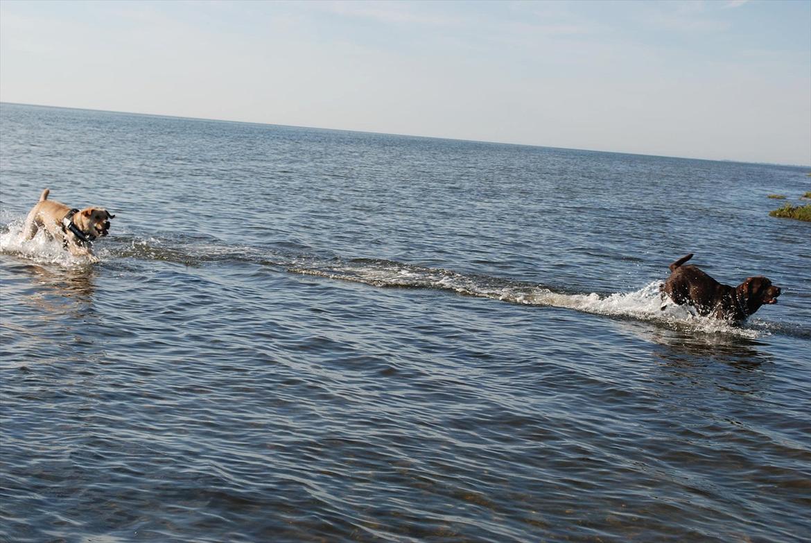 Labrador retriever §§§ Bamse billede 8