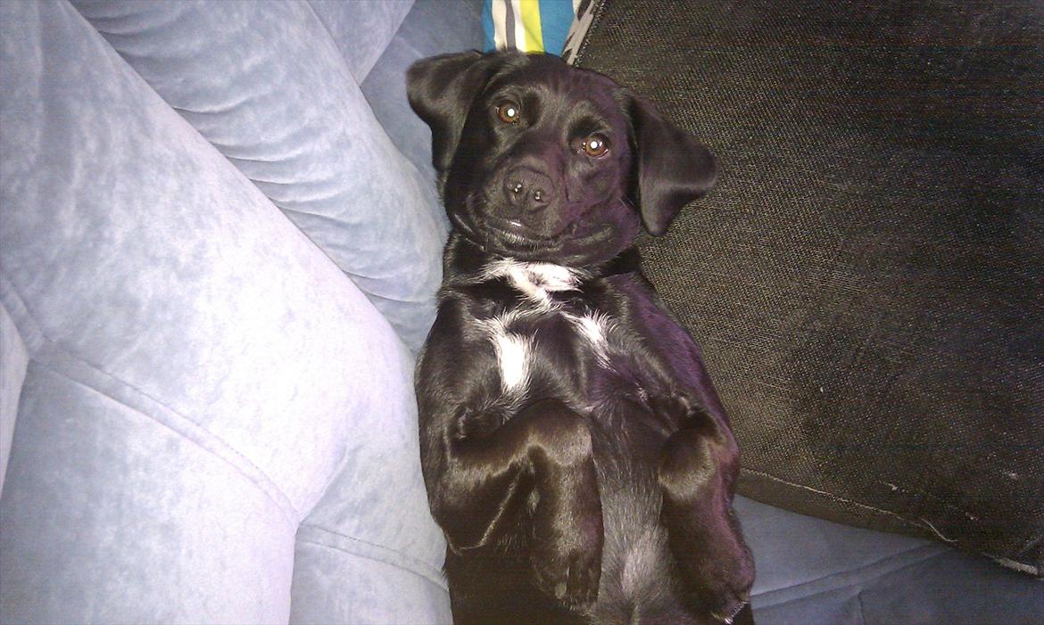 Blanding af racer Laura billede 12