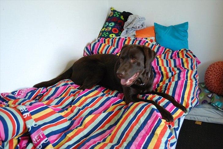 Labrador retriever §§§ Bamse billede 9