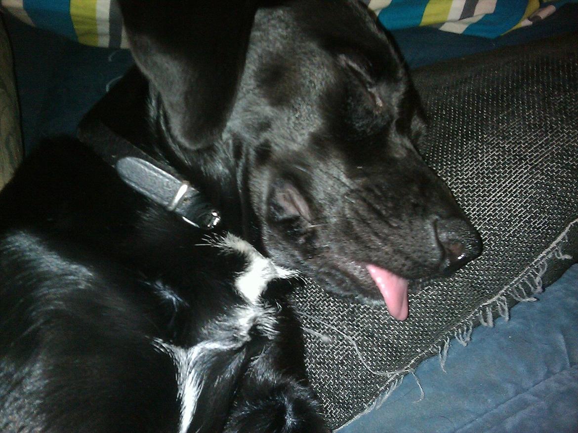 Blanding af racer Laura billede 13