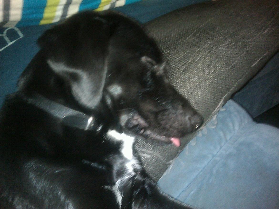 Blanding af racer Laura billede 14