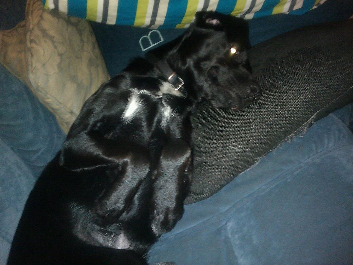 Blanding af racer Laura billede 15