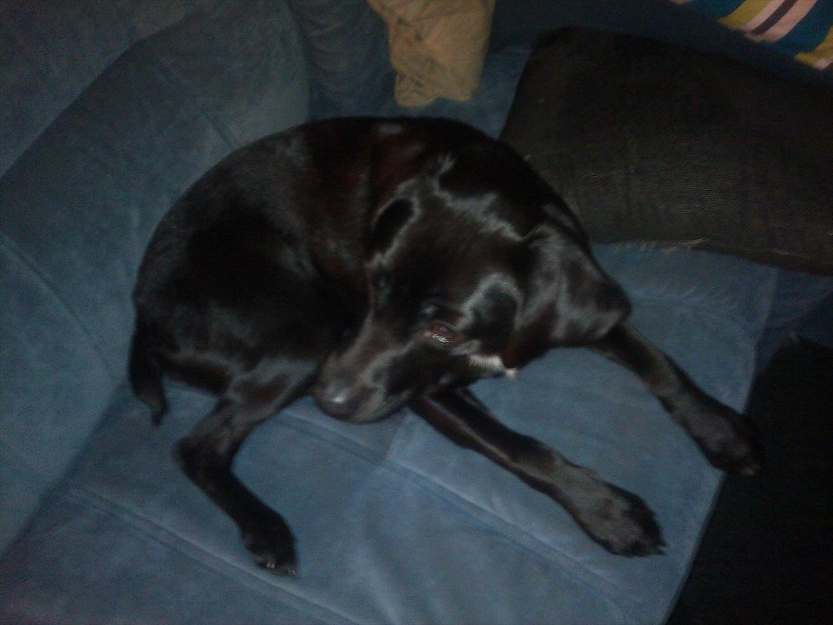 Blanding af racer Laura billede 16