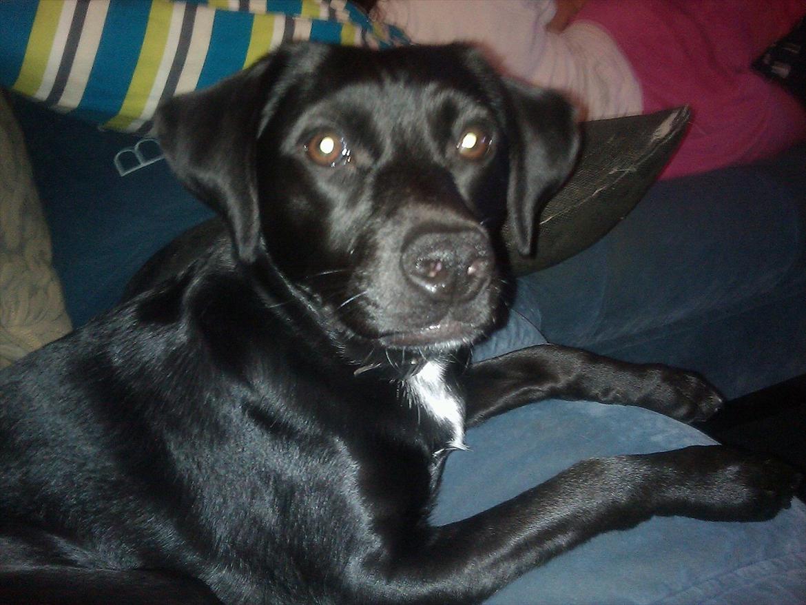 Blanding af racer Laura billede 17