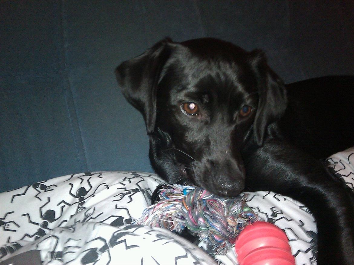 Blanding af racer Laura billede 18