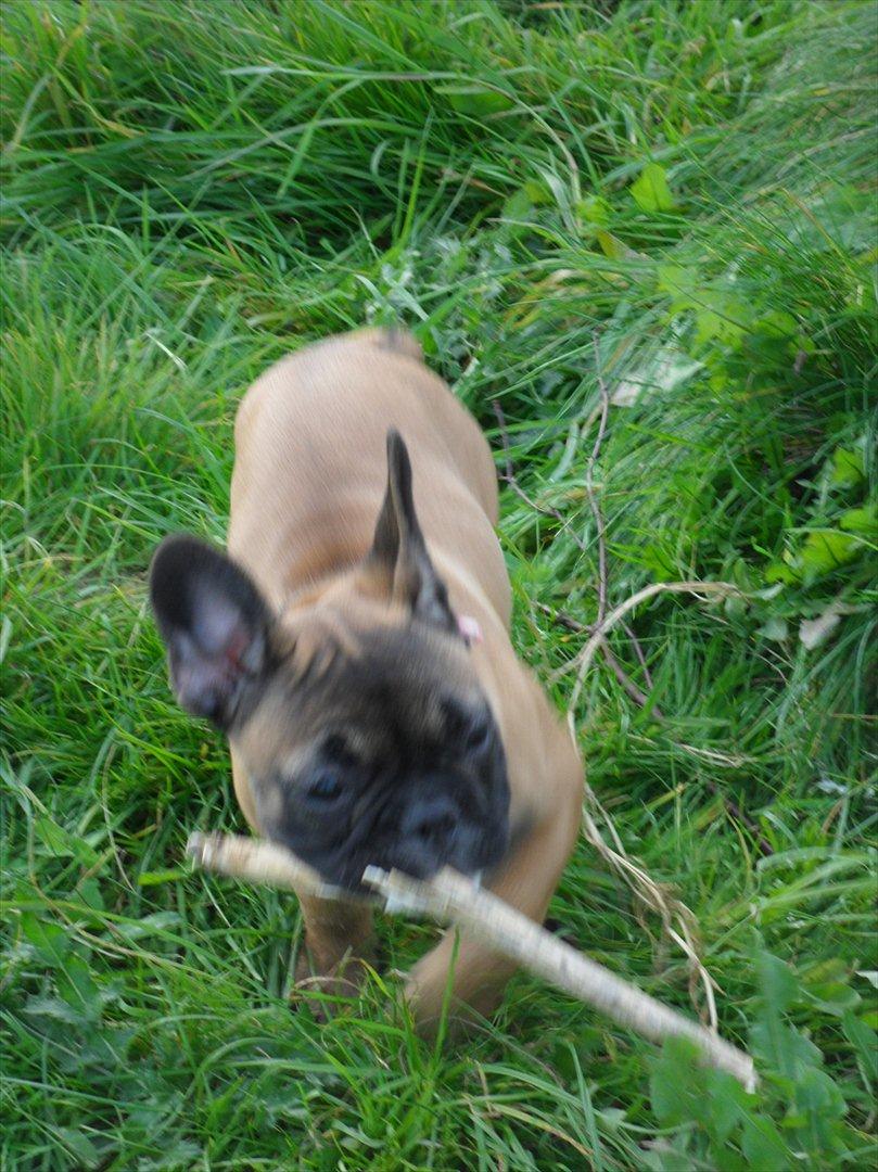 Fransk bulldog Bjeldbaks Amdi <3Bell <3 billede 14