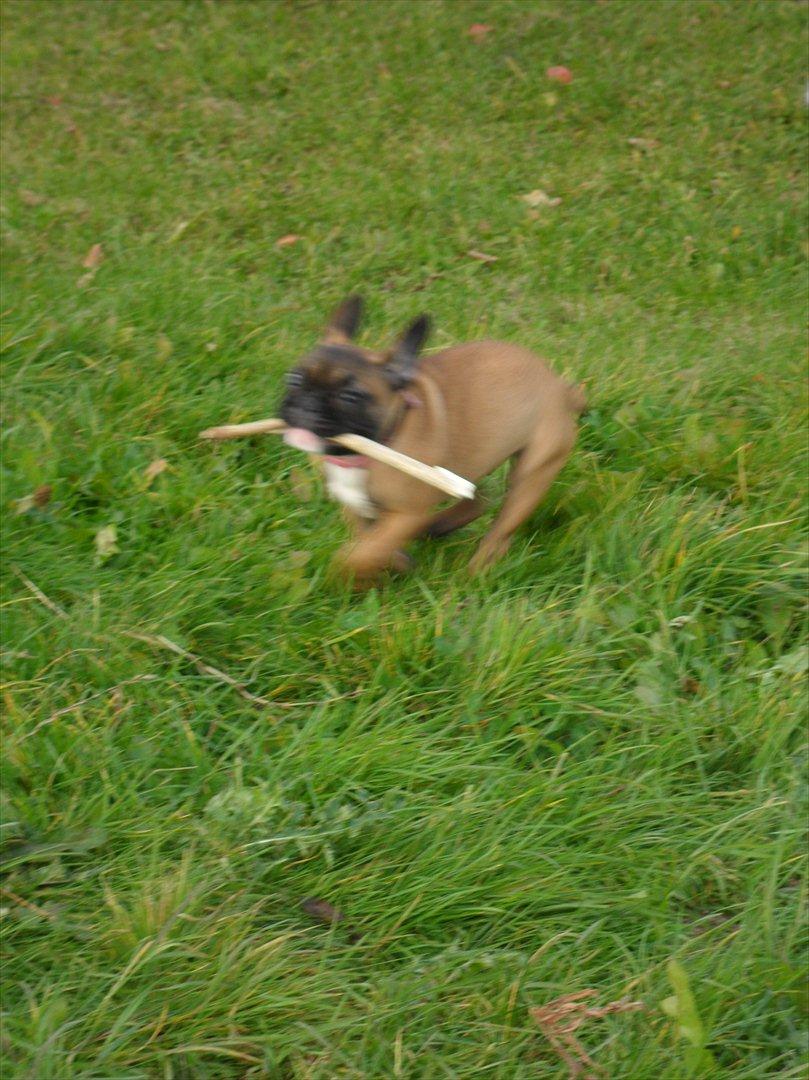 Fransk bulldog Bjeldbaks Amdi <3Bell <3 billede 15