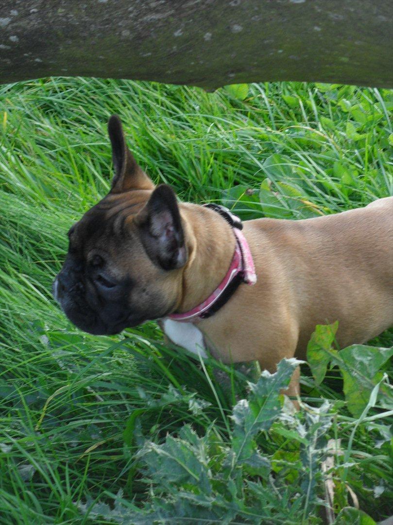 Fransk bulldog Bjeldbaks Amdi <3Bell <3 billede 16
