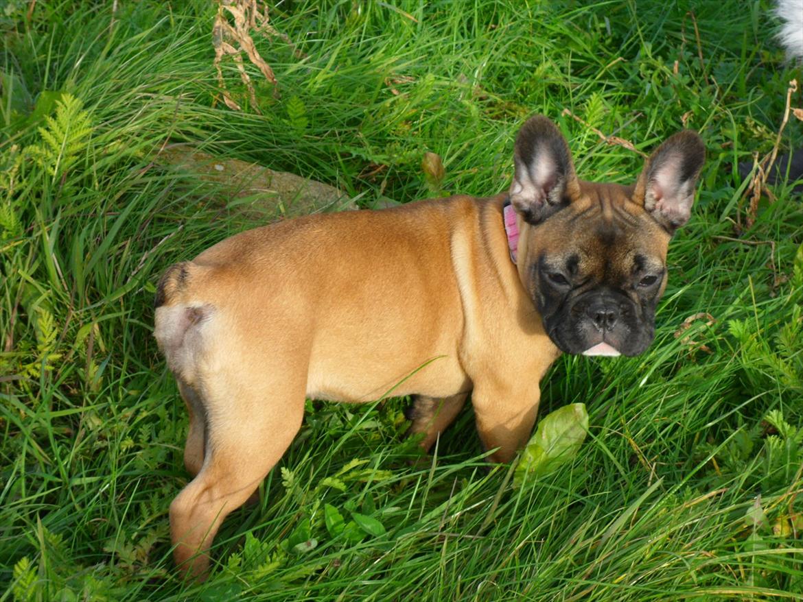 Fransk bulldog Bjeldbaks Amdi <3Bell <3 billede 17