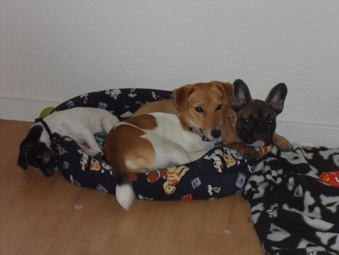 Fransk bulldog Bjeldbaks Amdi <3Bell <3 billede 18