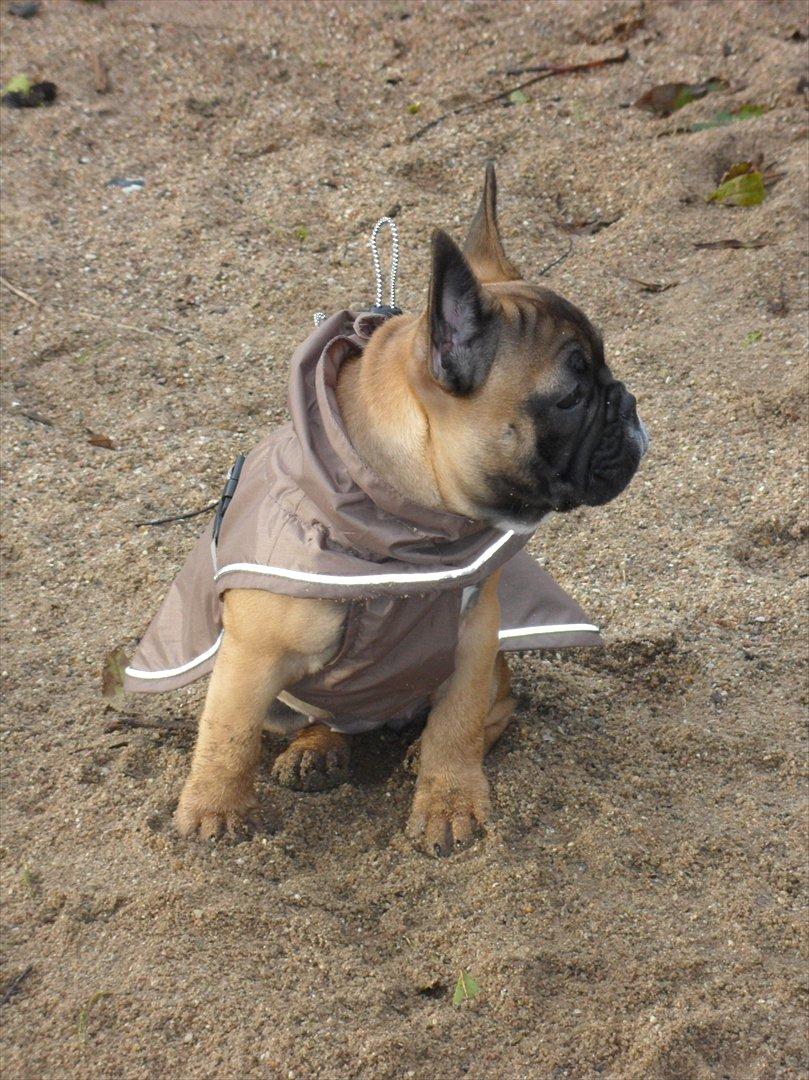 Fransk bulldog Bjeldbaks Amdi <3Bell <3 billede 4