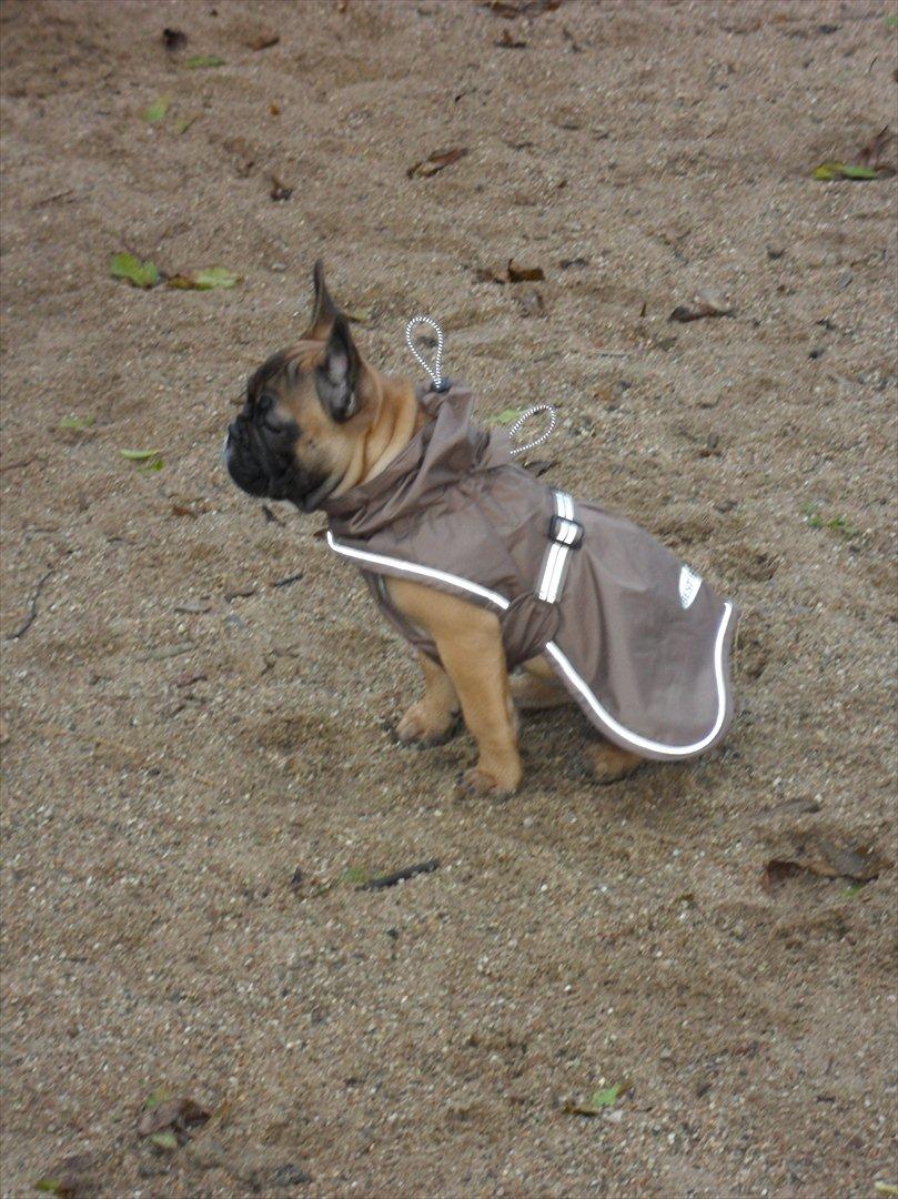 Fransk bulldog Bjeldbaks Amdi <3Bell <3 billede 2