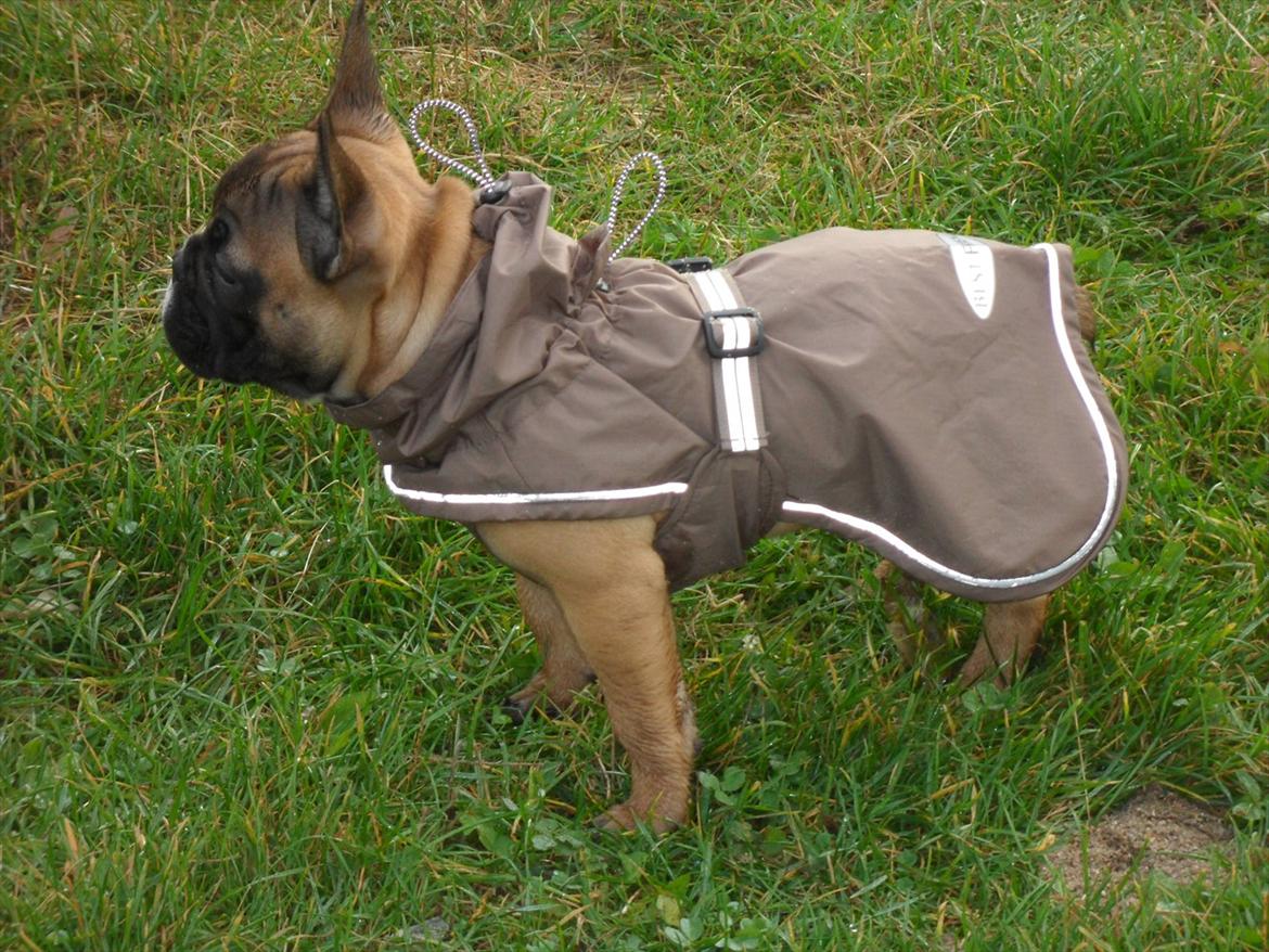 Fransk bulldog Bjeldbaks Amdi <3Bell <3 billede 19