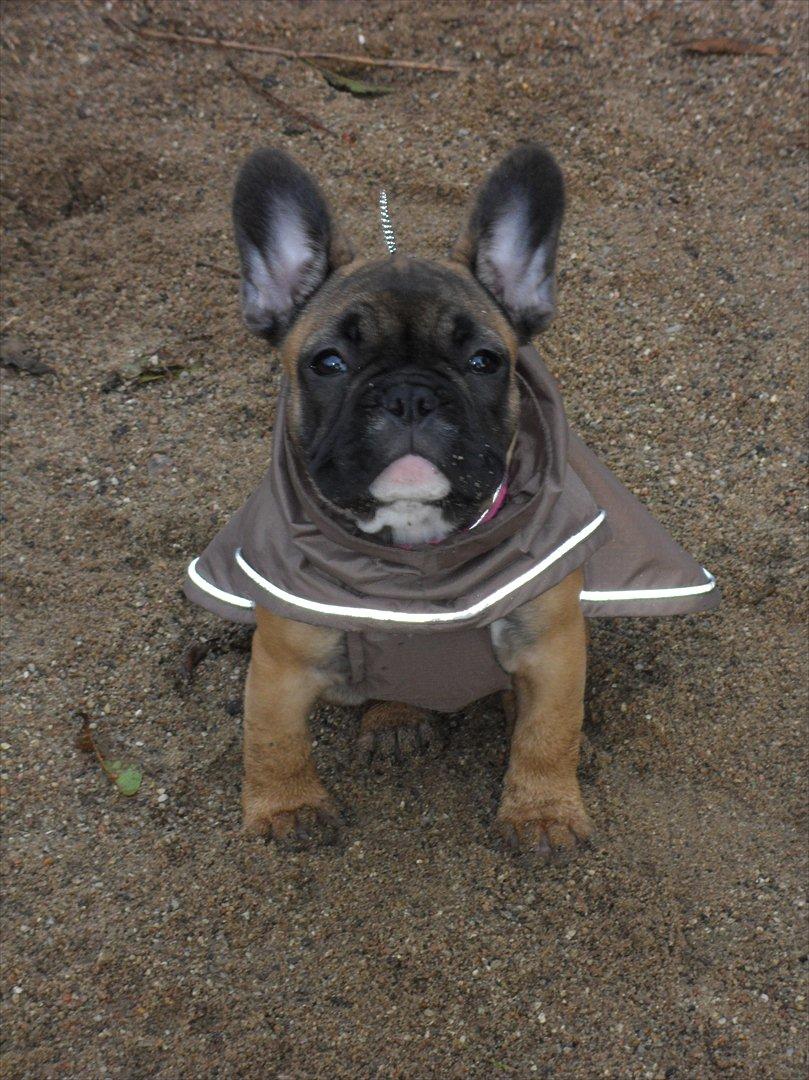 Fransk bulldog Bjeldbaks Amdi <3Bell <3 billede 3