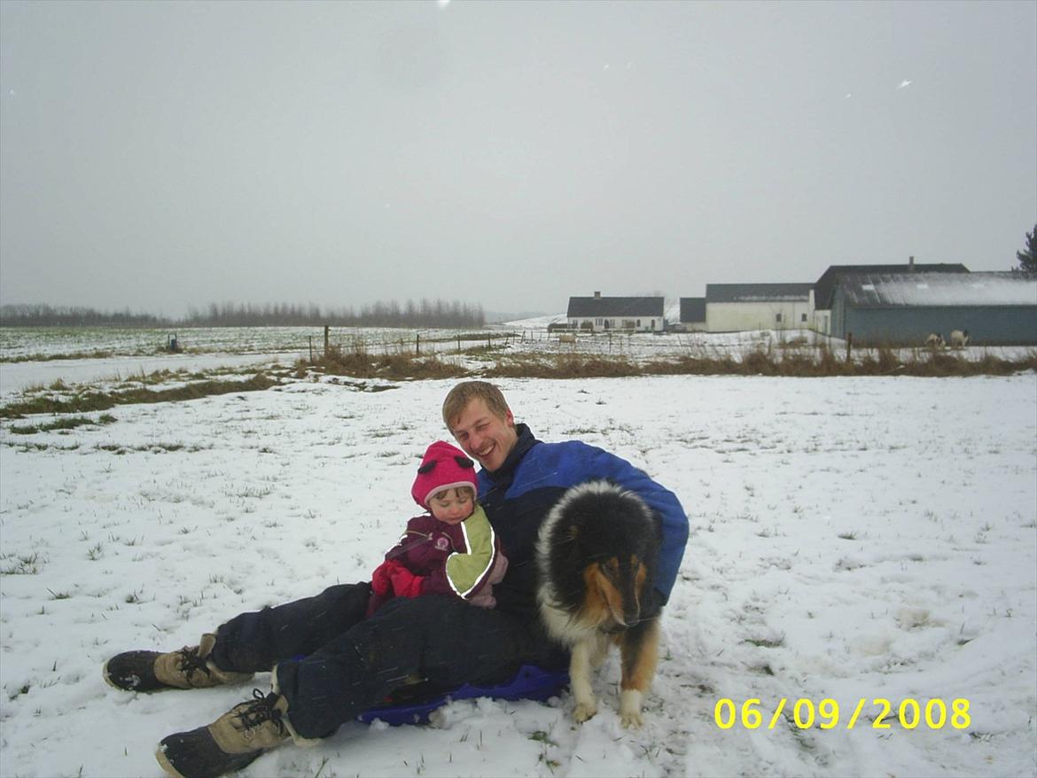 Collie langhåret Jazz ( Pensionisten ) R.I.P billede 15