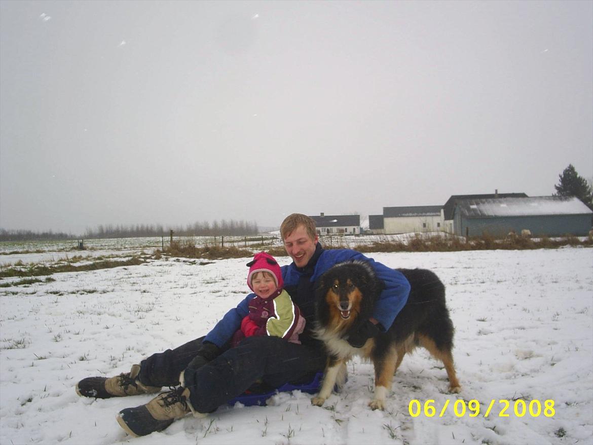 Collie langhåret Jazz ( Pensionisten ) R.I.P billede 5