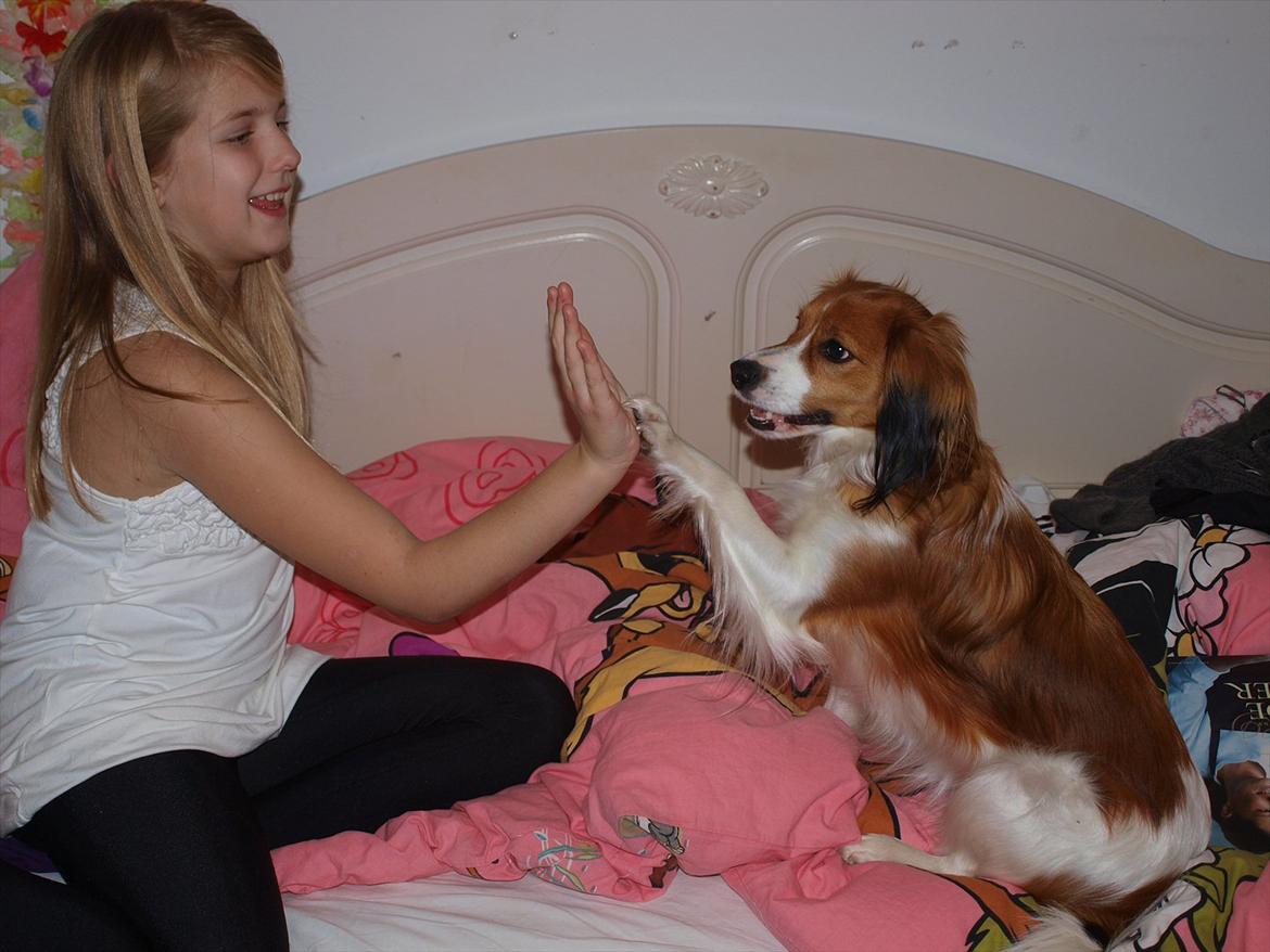 Kooikerhondje Vitovani's Carlita D'Belox | Cita | - Nr. 4 Cita giver high-five<3 billede 4