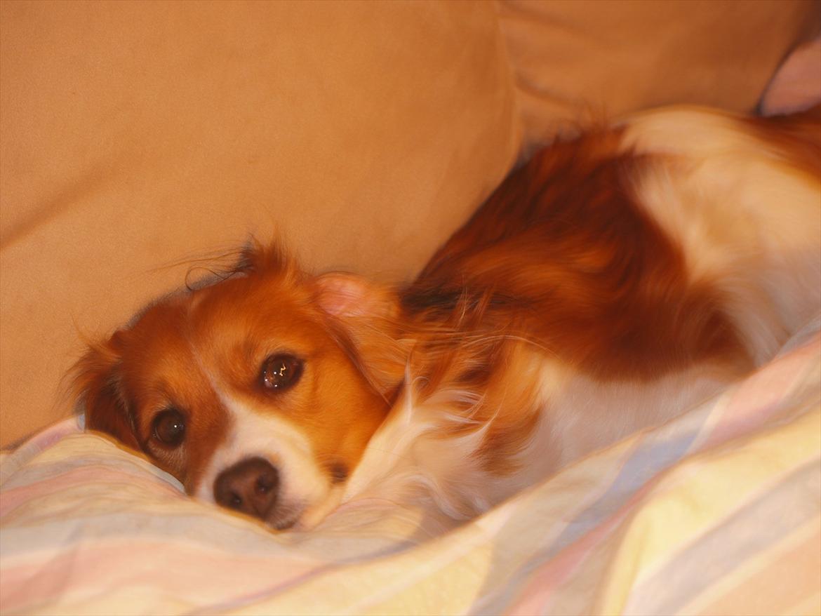 Kooikerhondje Vitovani's Carlita D'Belox | Cita | - Nr. 19 Cita ligger i sofaen <3 billede 18