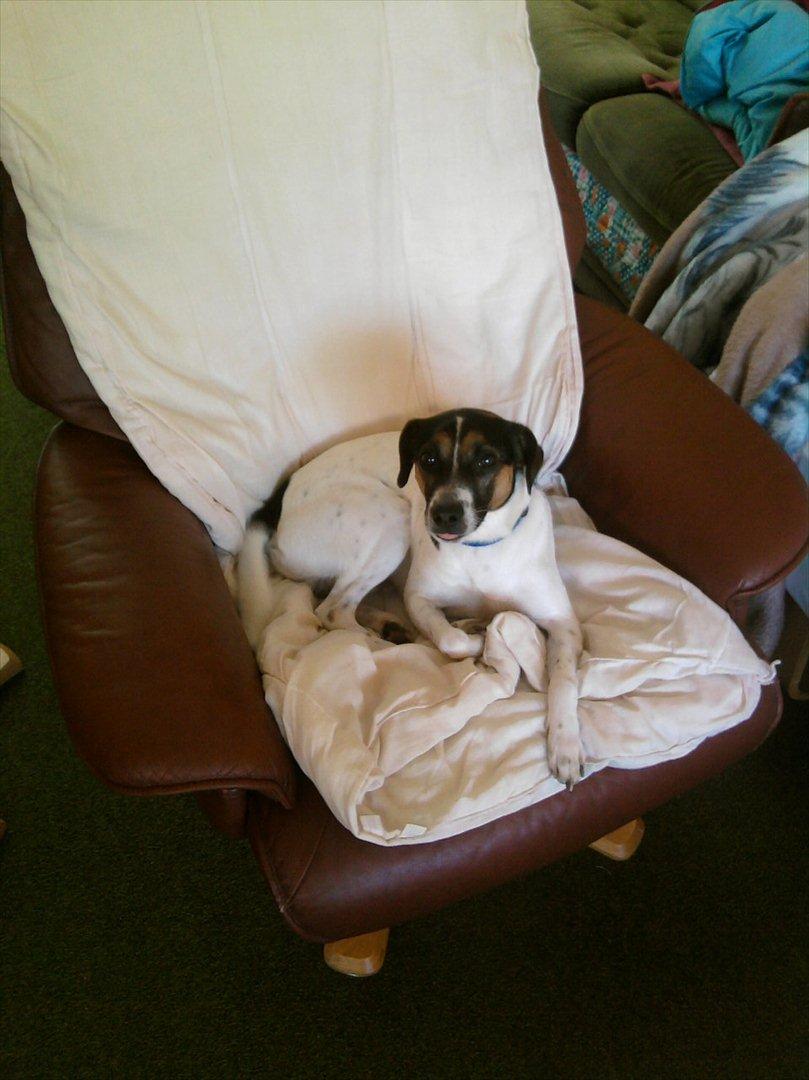 Dansk svensk gaardhund Futte - Hygger i mors gode stol billede 6