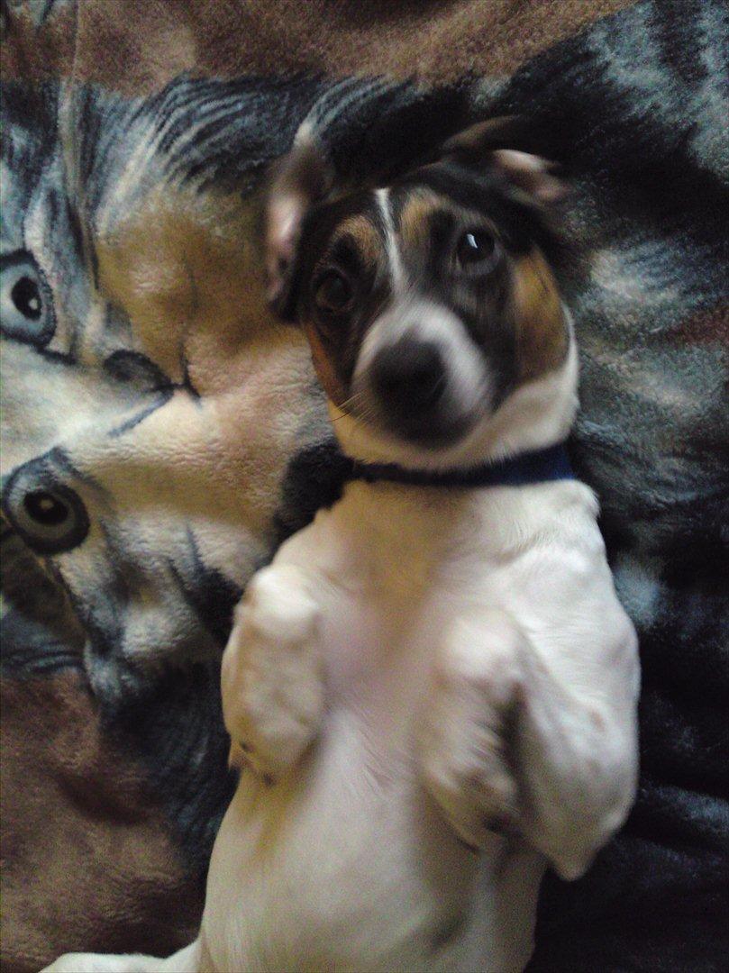 Dansk svensk gaardhund Futte - Er jeg ikke sød? billede 7