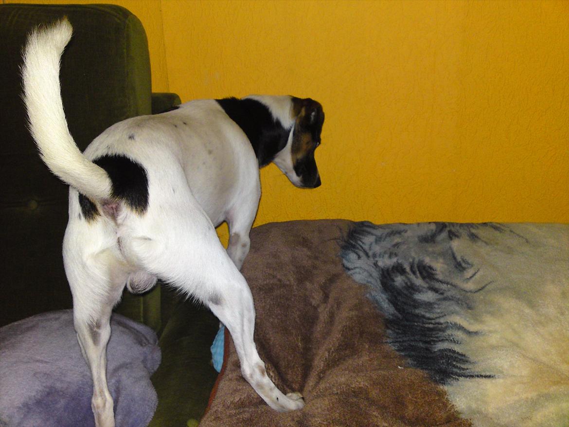 Dansk svensk gaardhund Futte - Hov, syntes der var en lyd billede 8