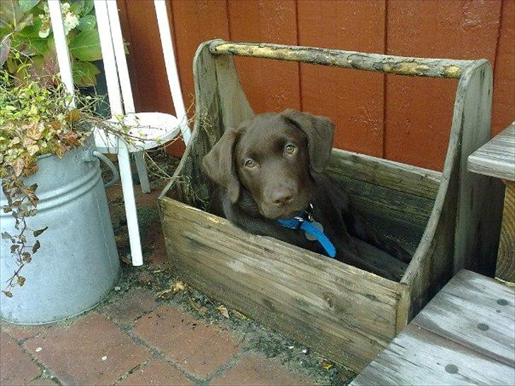 Labrador retriever William Jensen - Willer 3 mdr i en kasse billede 14