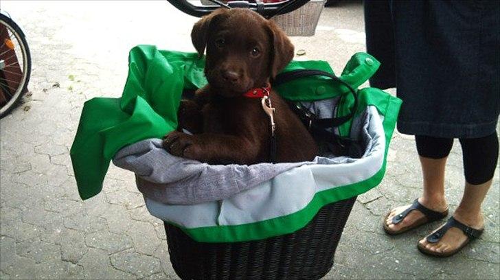 Labrador retriever William Jensen - Willer 9 uger i cykelkurv billede 1