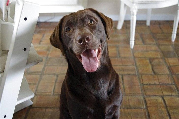 Labrador retriever William Jensen - Du ser så fræk ud! :) billede 4