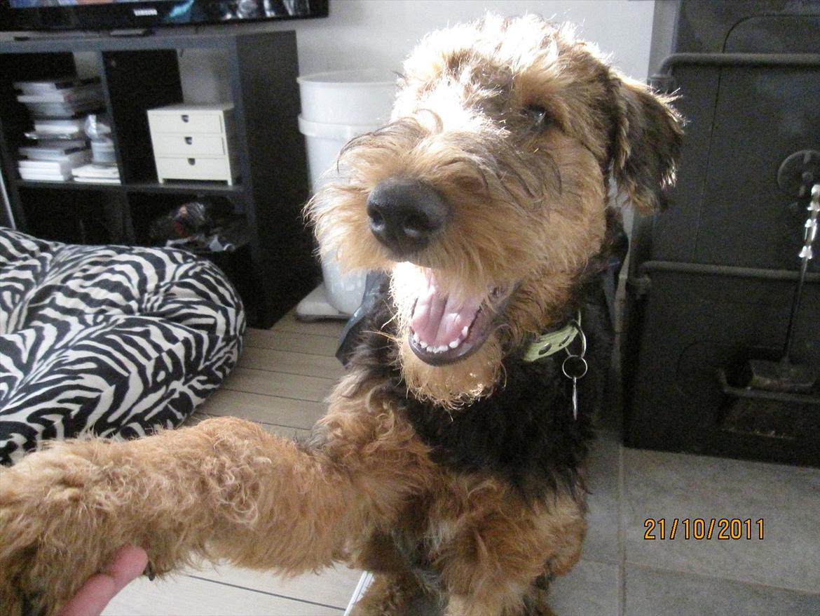 Airedale terrier Tessdale`s Magnificent prince (Ozzi) - ozzi har lært at gi pote,han er nu 5 mdr gl. billede 17
