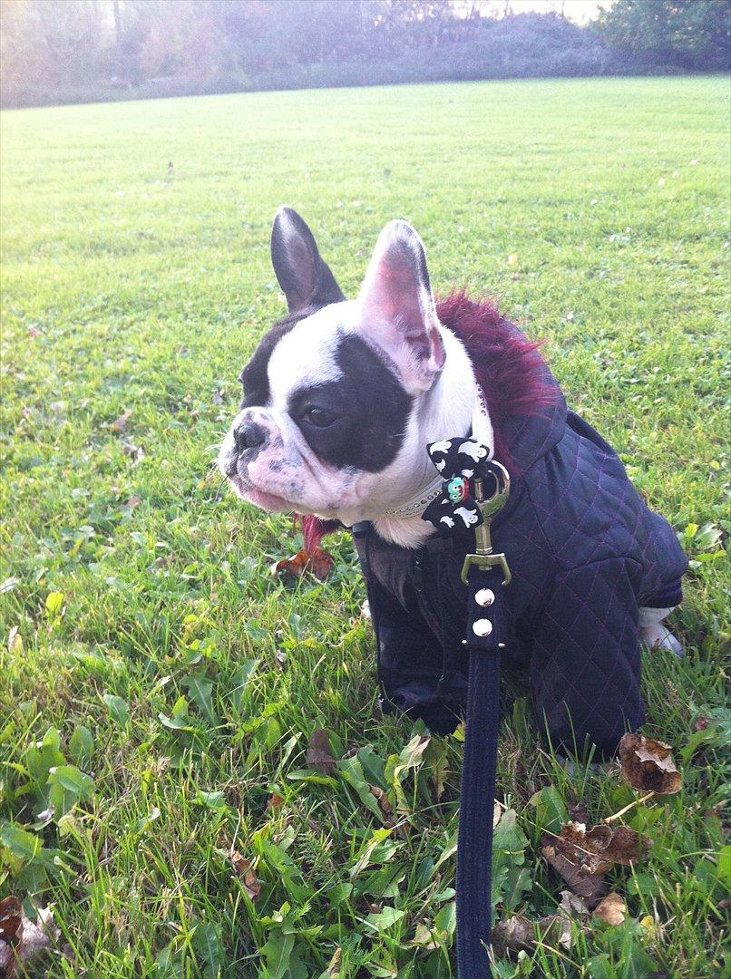 Fransk bulldog Lancomes Frederikke aka Alba - 19 uger og indehaver af en lækker vinterfrakke :-) billede 15