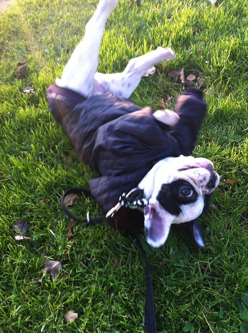 Fransk bulldog Lancomes Frederikke aka Alba - Man er aldrig for fin til at rulle sig billede 16