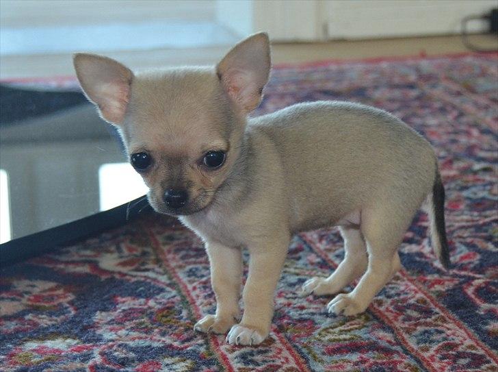 Chihuahua coco chanel billede 1
