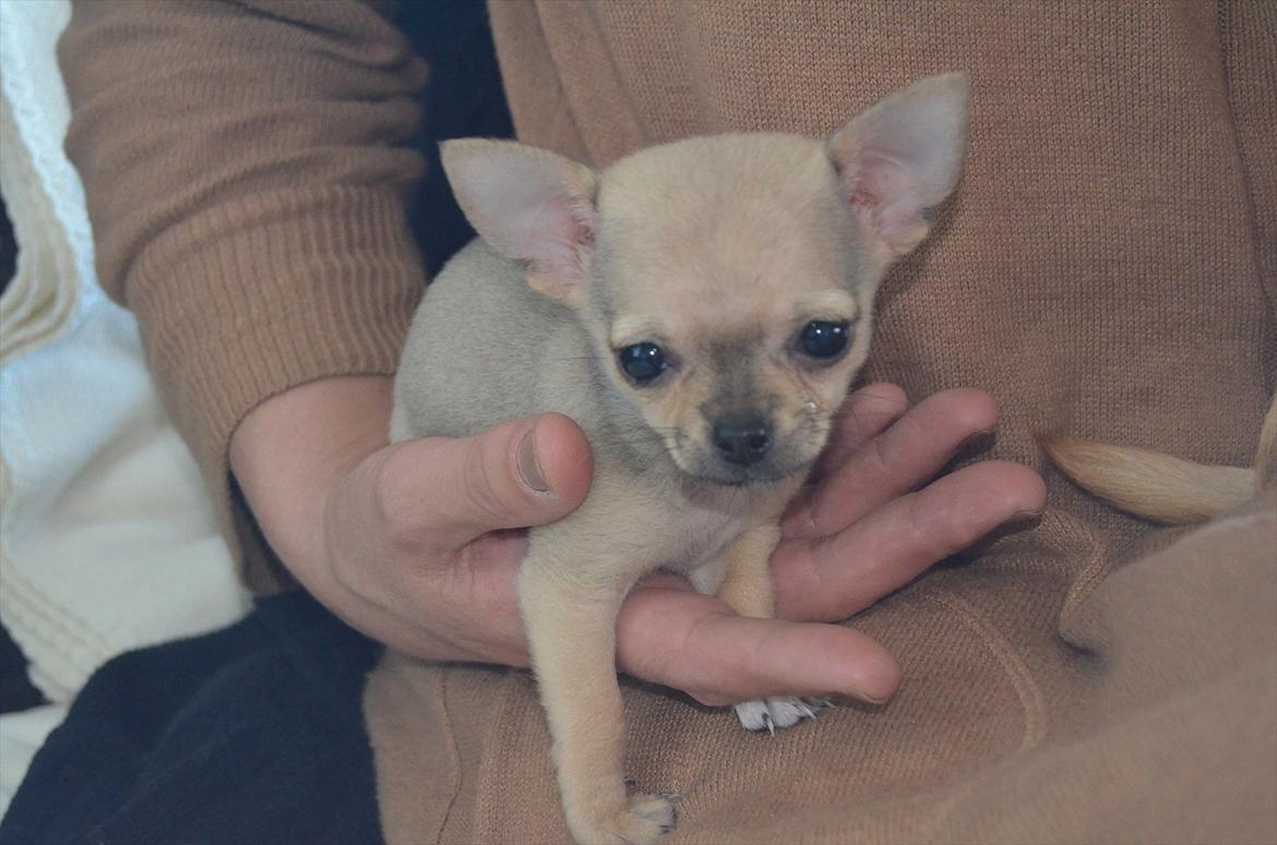 Chihuahua coco chanel billede 2