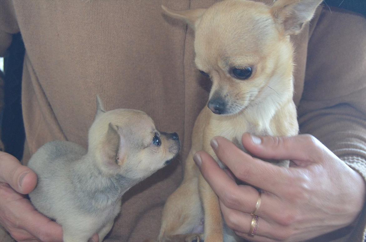 Chihuahua coco chanel billede 3