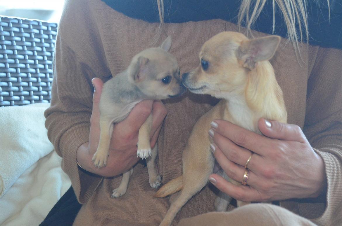 Chihuahua coco chanel billede 4