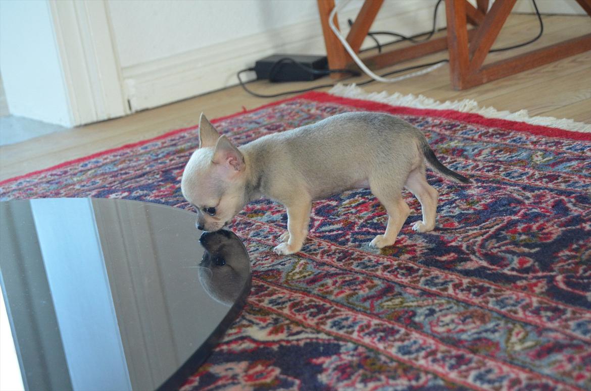 Chihuahua coco chanel billede 5