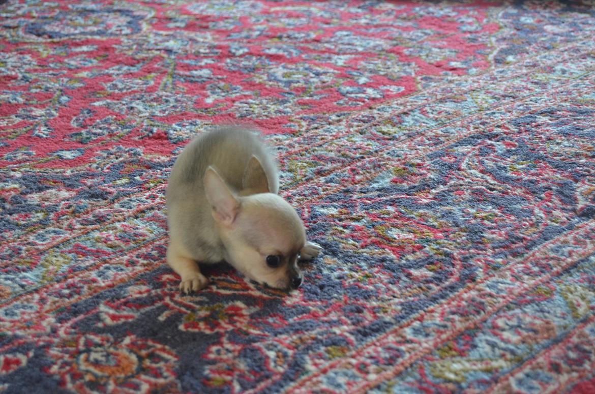 Chihuahua coco chanel billede 6