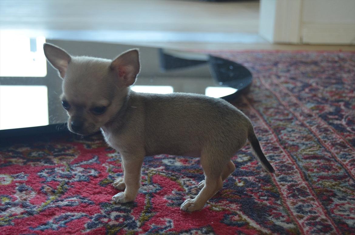 Chihuahua coco chanel billede 7