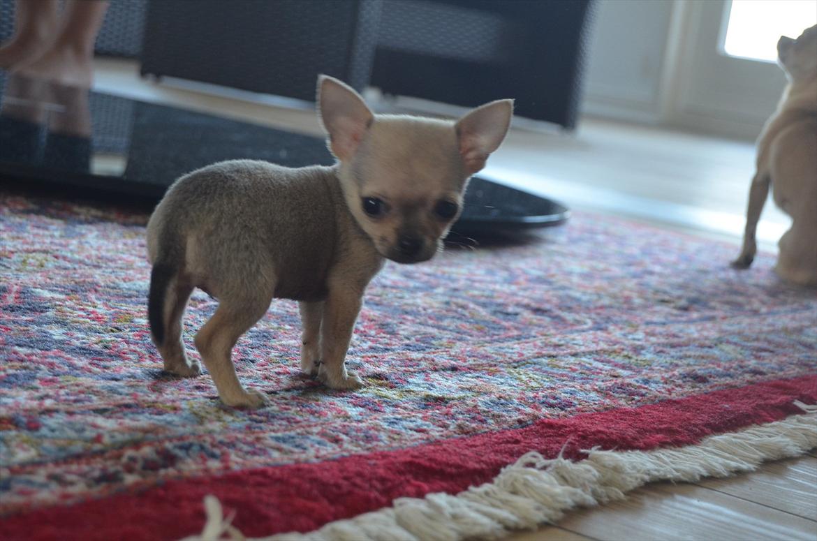 Chihuahua coco chanel billede 8