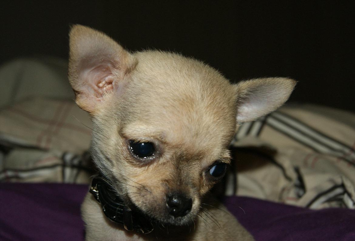 Chihuahua coco chanel billede 9