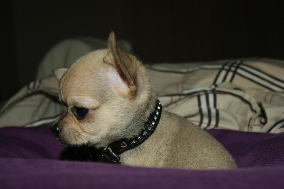 Chihuahua coco chanel billede 10