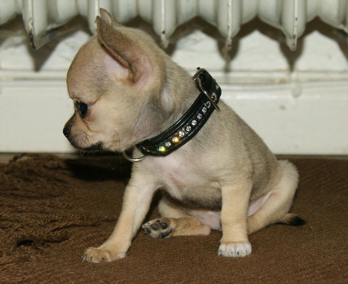 Chihuahua coco chanel billede 11