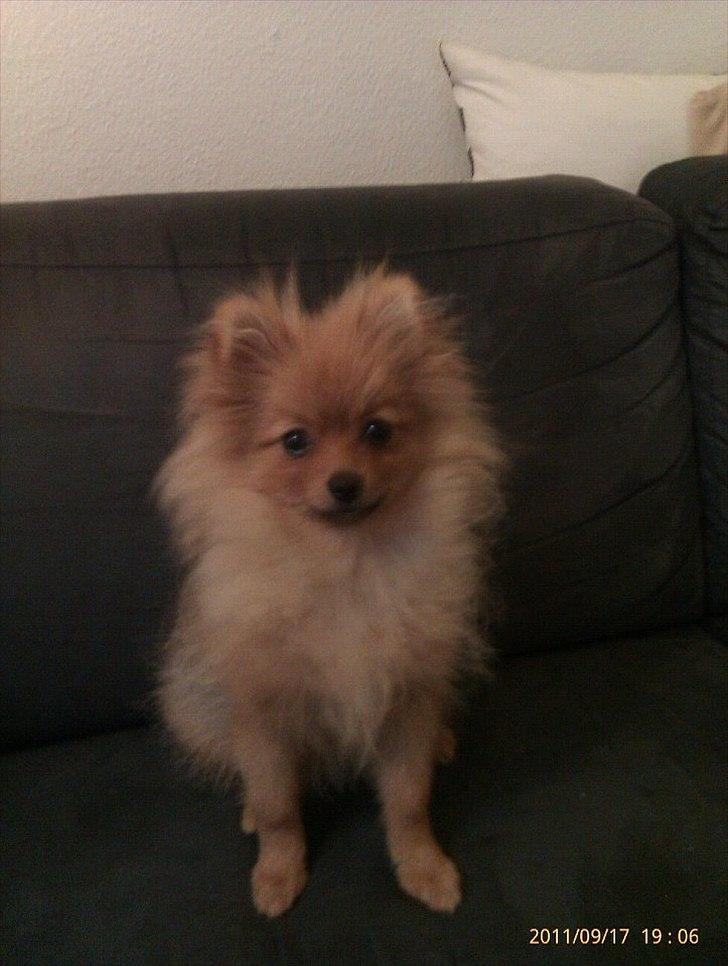 Pomeranian Mila - Mila ca. 5 måneder gammel. Charmetrold.. ;-) billede 1
