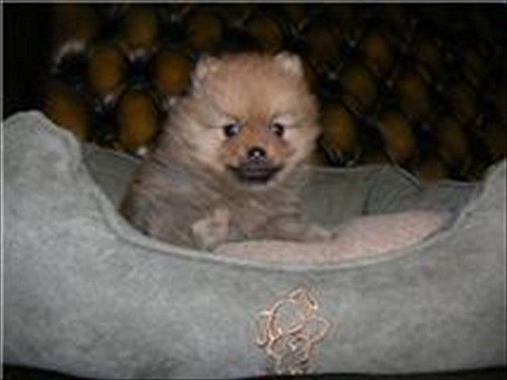 Pomeranian Mila - Mila 4-5 uger gammel, det første billede vi så af hende.. 
Træls at billedet er sløret. :/ billede 2