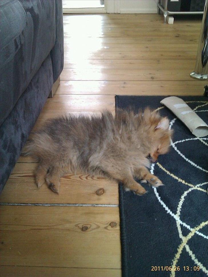 Pomeranian Mila - En af de første dage at vi havde hende hjemme. ca. 11 uger. :-) billede 3
