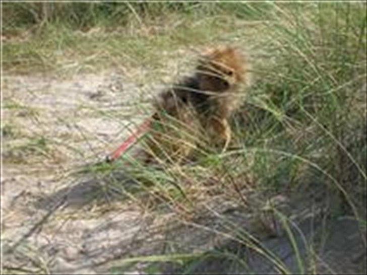 Pomeranian Mila - Mila's første tur ved stranden.  billede 4