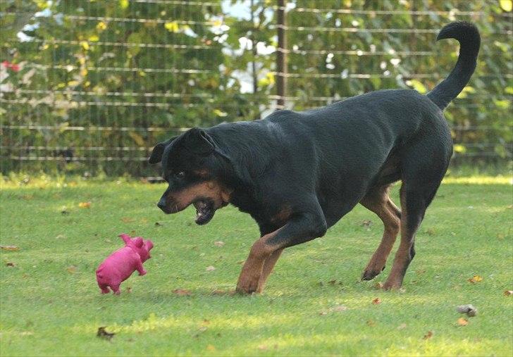 Rottweiler Vom Hause Kanku's Wictor. - Oktober 2011
Foto: Freja Blume billede 31